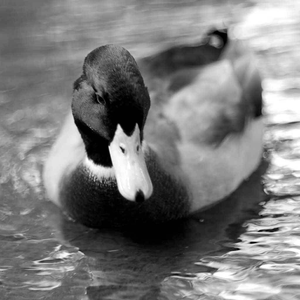 I tried my best to shoot a portrait shot of this duck. It took quite a few tried to catch something I really liked, a photo that really seemed to capture something...almost an emotion.